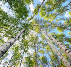 Birch Pollen ALYATEC IL-2 allergic rhinitis asthma